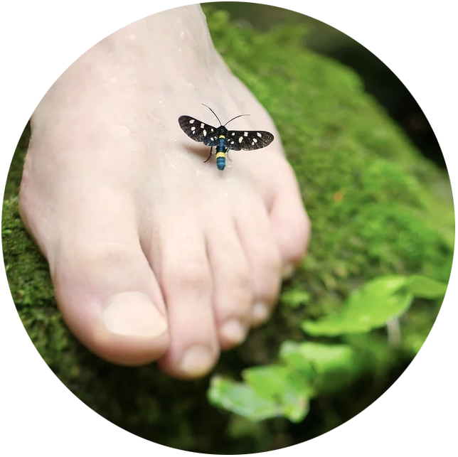 Réflexologie - Anne Misson Vichy